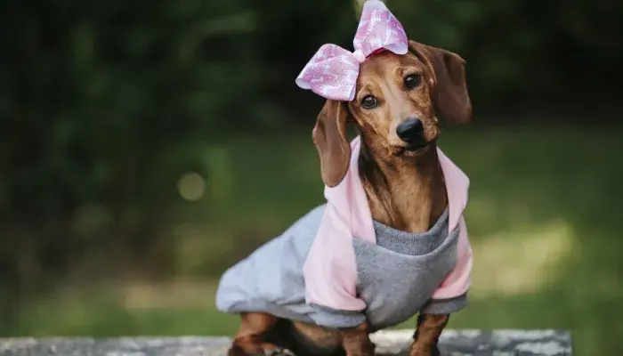 Dicas Para Garantir O Bem-Estar Dos Cachorros Durante Meses Frios