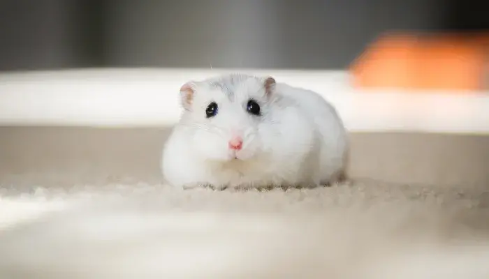 Erros Nos Cuidados De Hamster: Saiba Como Aumentar A Média De Vida Seu Pet