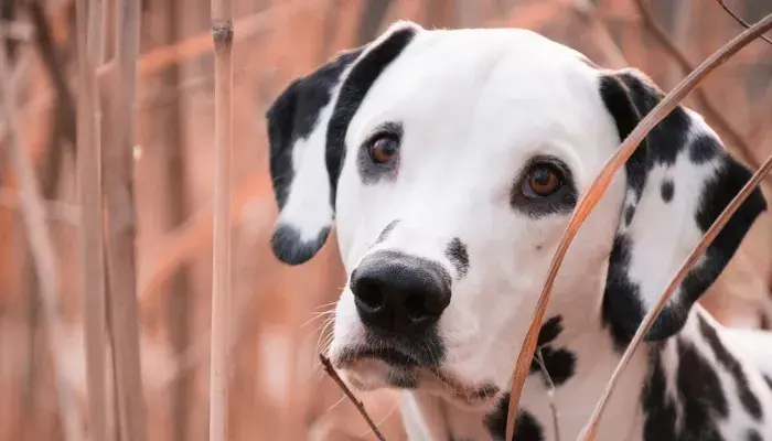 Família + cachorro = felicidade: as 10 raças de cães mais carinhosas e gentis para crianças