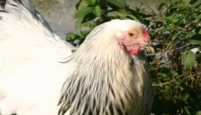 Galinhas Brahma: Uma Raça Majestosa e Afetuosa