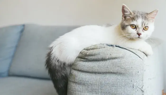 Gato Munchkin: A Raça Mais Adorável E Controversa Do Mundo