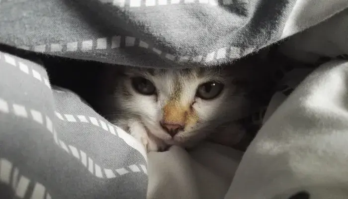 Inverno Aconchegante: Dicas para o Conforto do seu Gato em dias frios