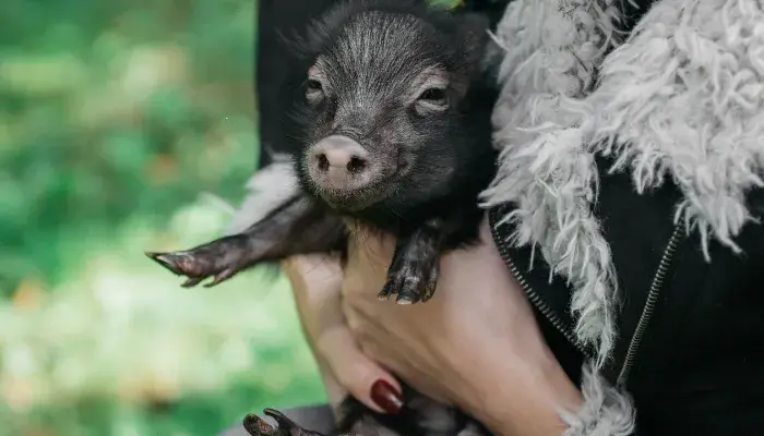 Mini Porcos: A Escolha Perfeita Para Um Animal De Estimação Exótico