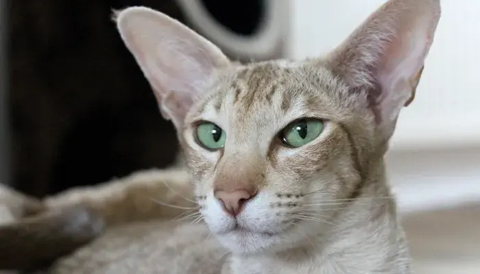 Oriental Shorthair: Uma Raça De Gatos Excepcional