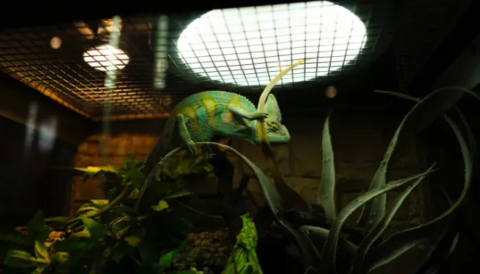 Pet Exótico: Características do Camaleão e Cuidados Essenciais em Casa