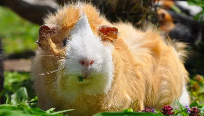 Porquinho-Da-Índia Abissínio: Conheça Essa Encantadora Raça De Roedores