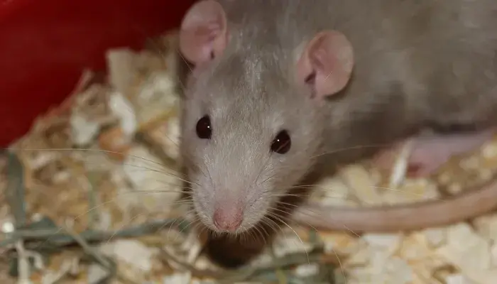 Rato Twister: O Roedor Certo Para Quem Busca O Melhor Pet do Mundo