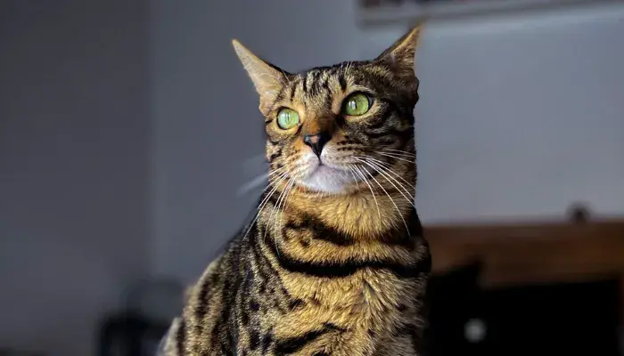 Conheça O Gato Serengeti: Tudo O Que Você Precisa Saber Sobre A Raça