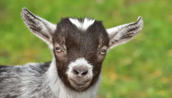 Cuidados Incríveis Para Ter Uma Mini Cabra De Estimação