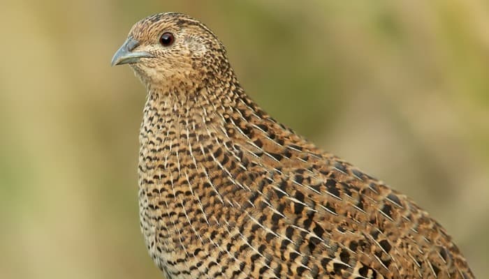 Descubra o Fascinante Mundo das Codornas como Pet