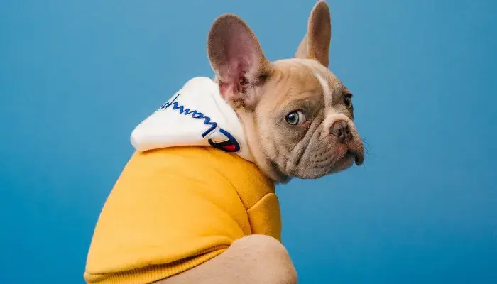 Coisas que incomodam seu pet que pode custar caro