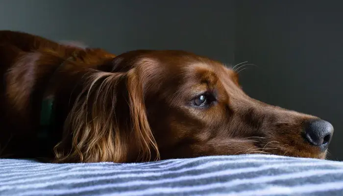ansiedade de separacao saiba ajudar seu pet solidao
