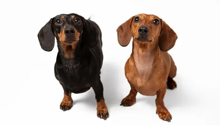 Cão Sapeca: Conheça o Miniature Dachshund