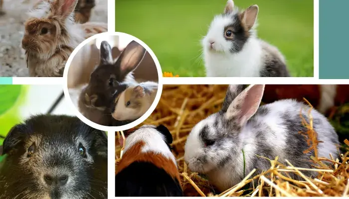 coelhos e porquinhos da india em sua casa destaque