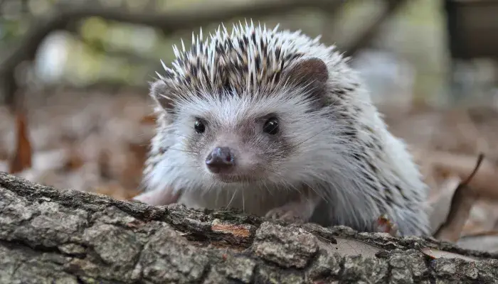 descubra o encanto do hedgehog destaque