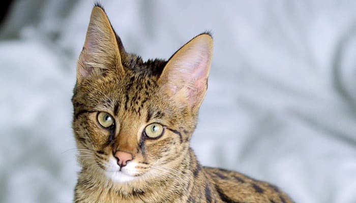gato savannah uma historia de beleza e personalidade destaque