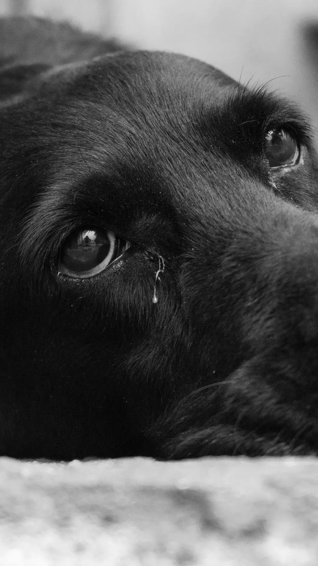 1 ansiedade de separacao em pets