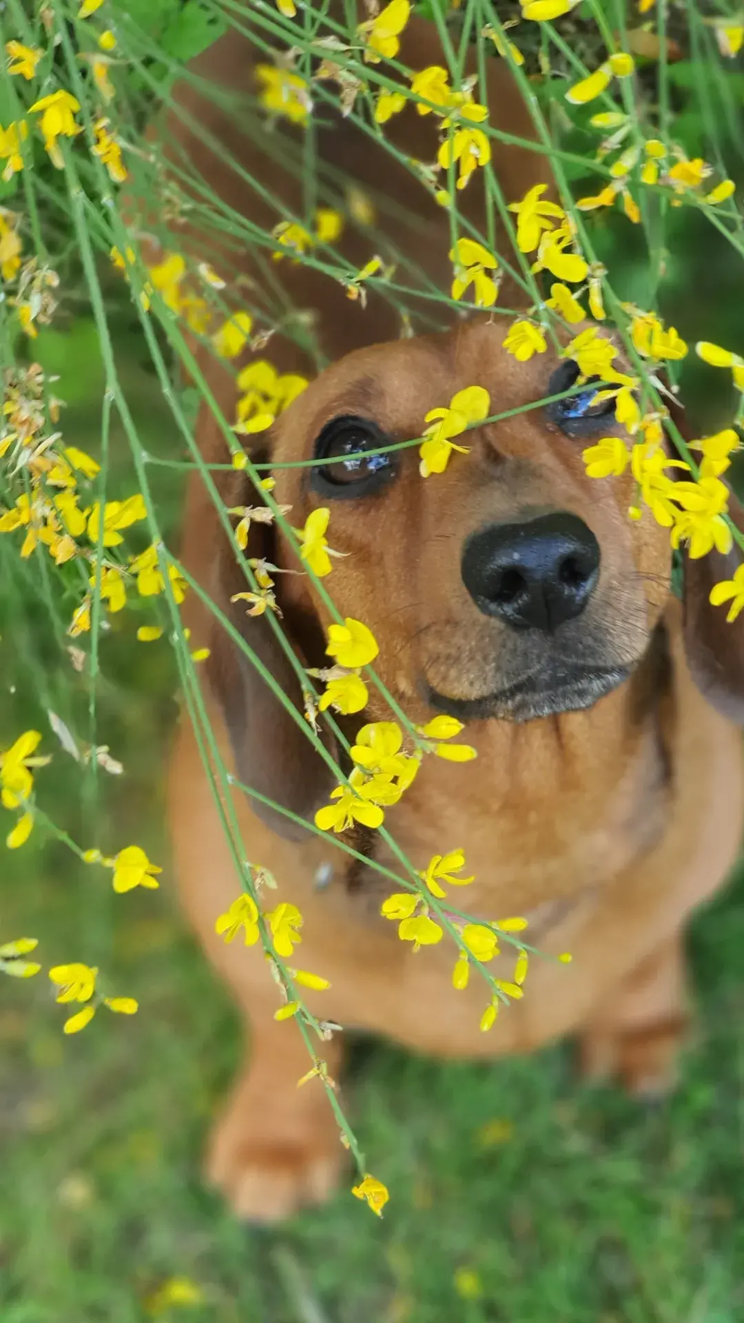 1 miniature dachshund