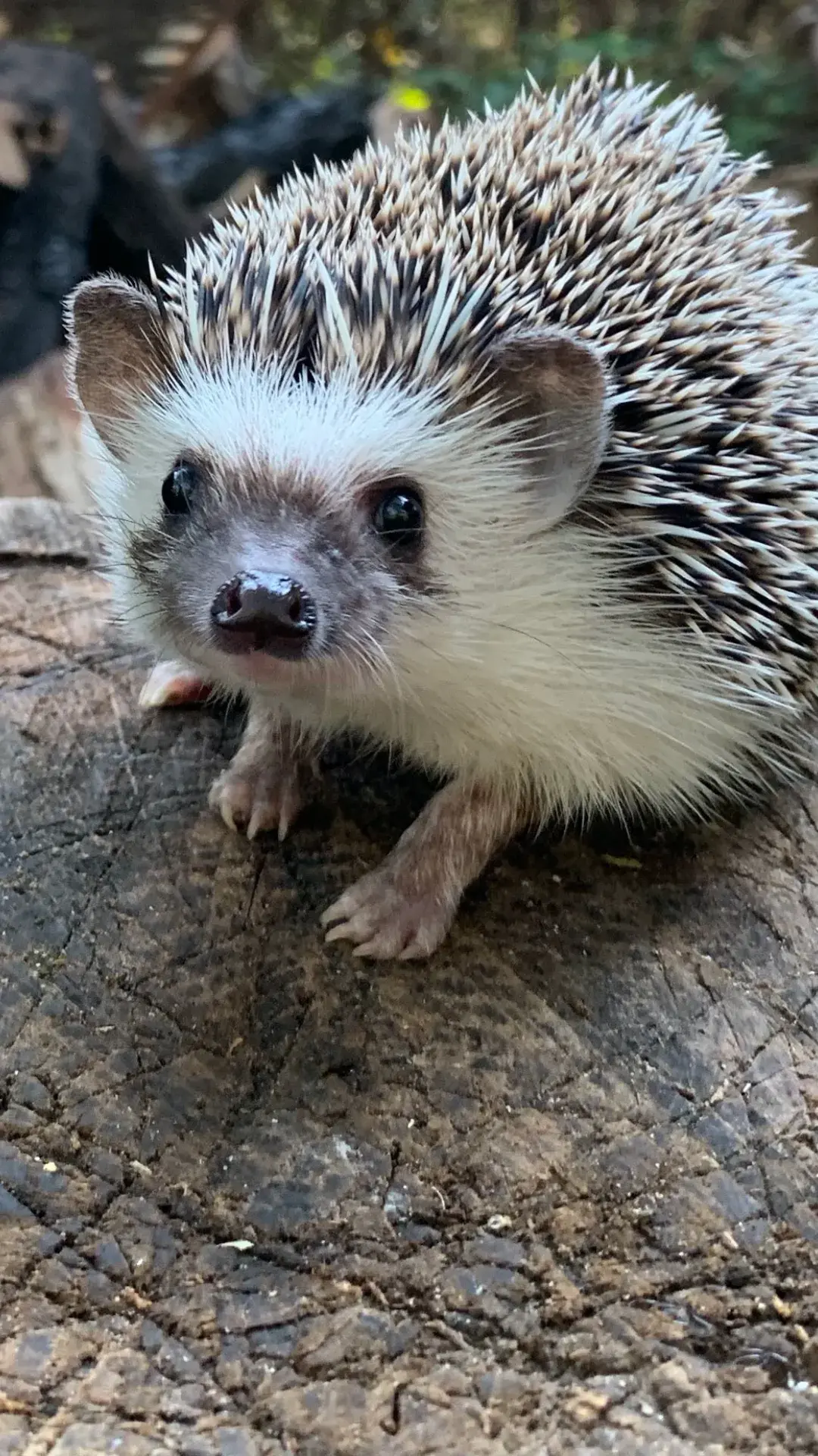 10 hedgehog 1