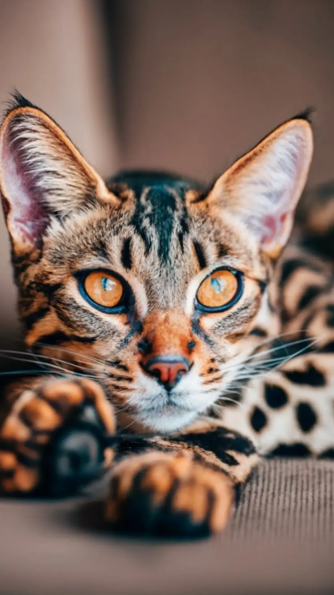 7 gato serengeti