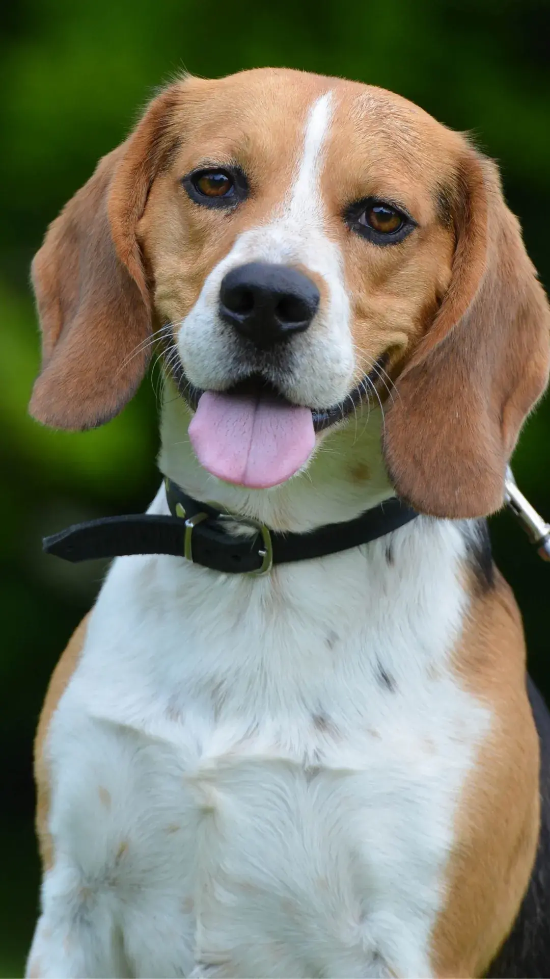 1 beagle