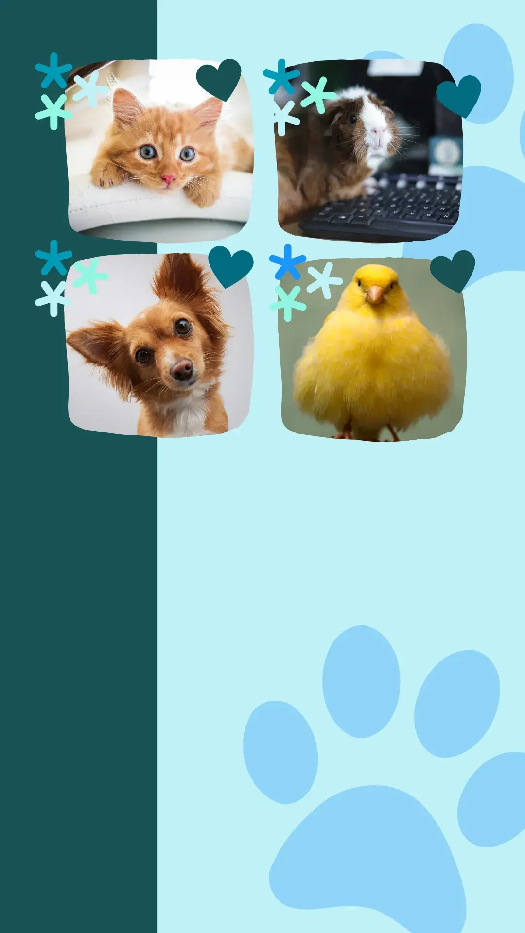 1 cuidados com pet