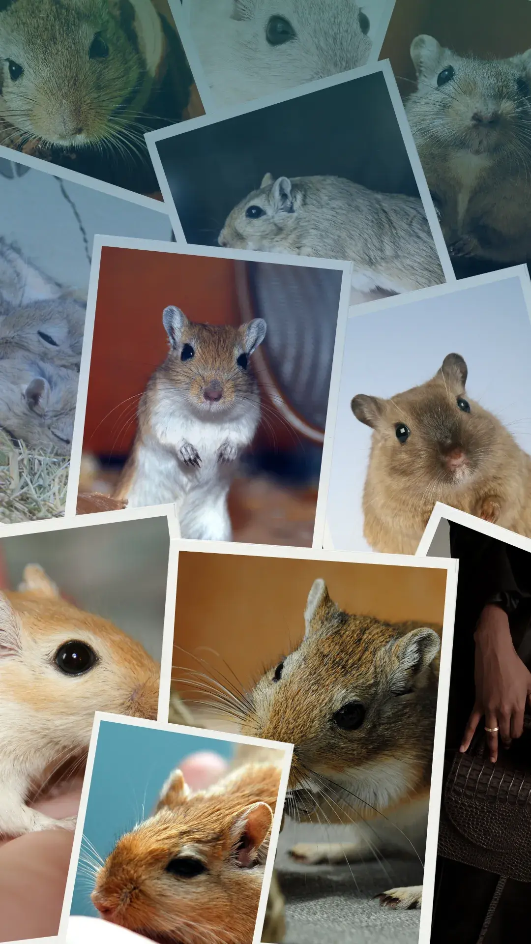1 gerbil