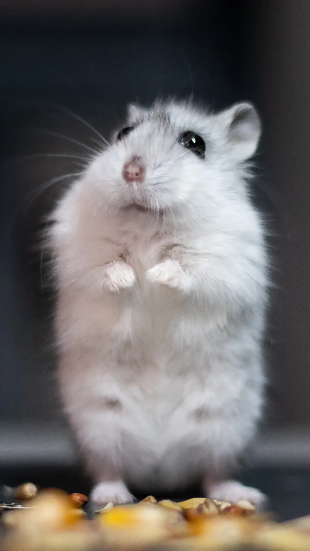 1 hamster