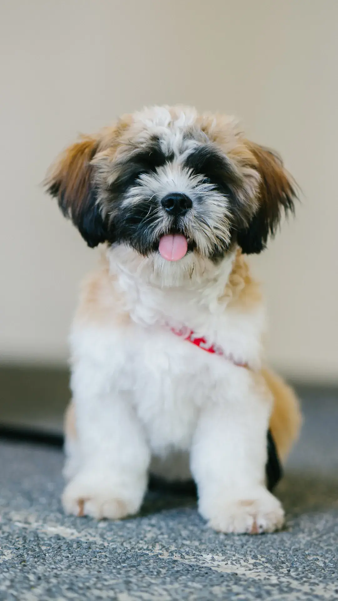10 racas de cachorro longevas