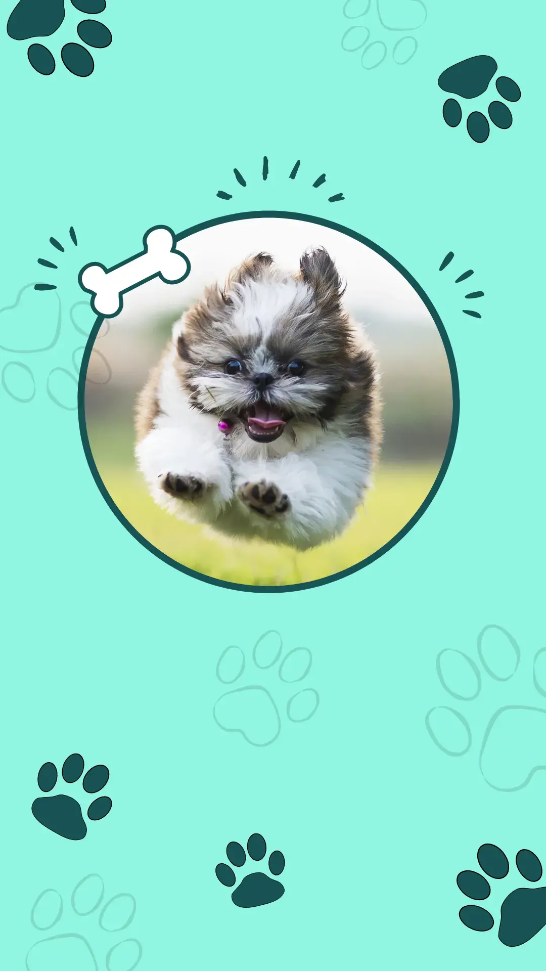 10amor em forma de quatro patas
