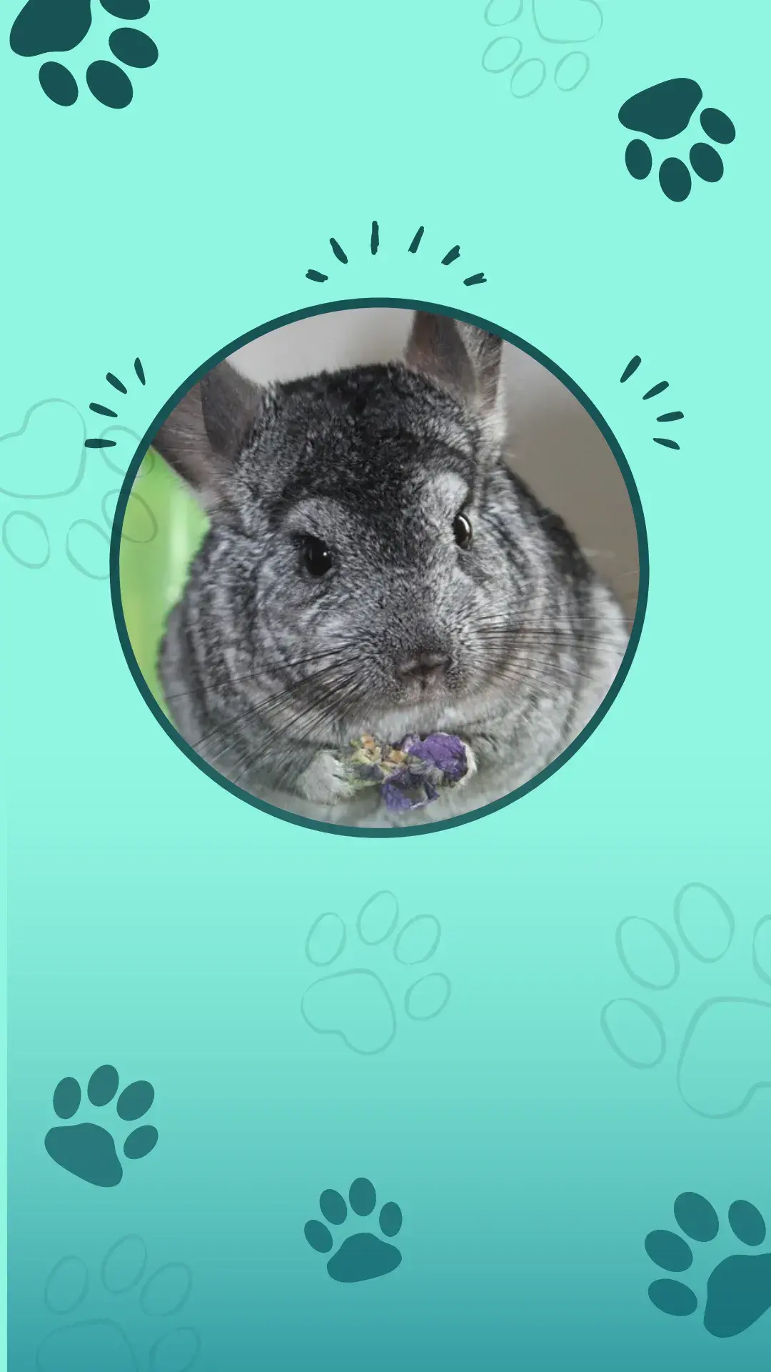 1chinchila
