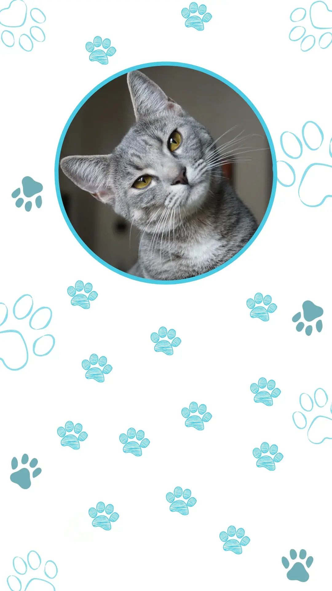 1treinamento de gatos