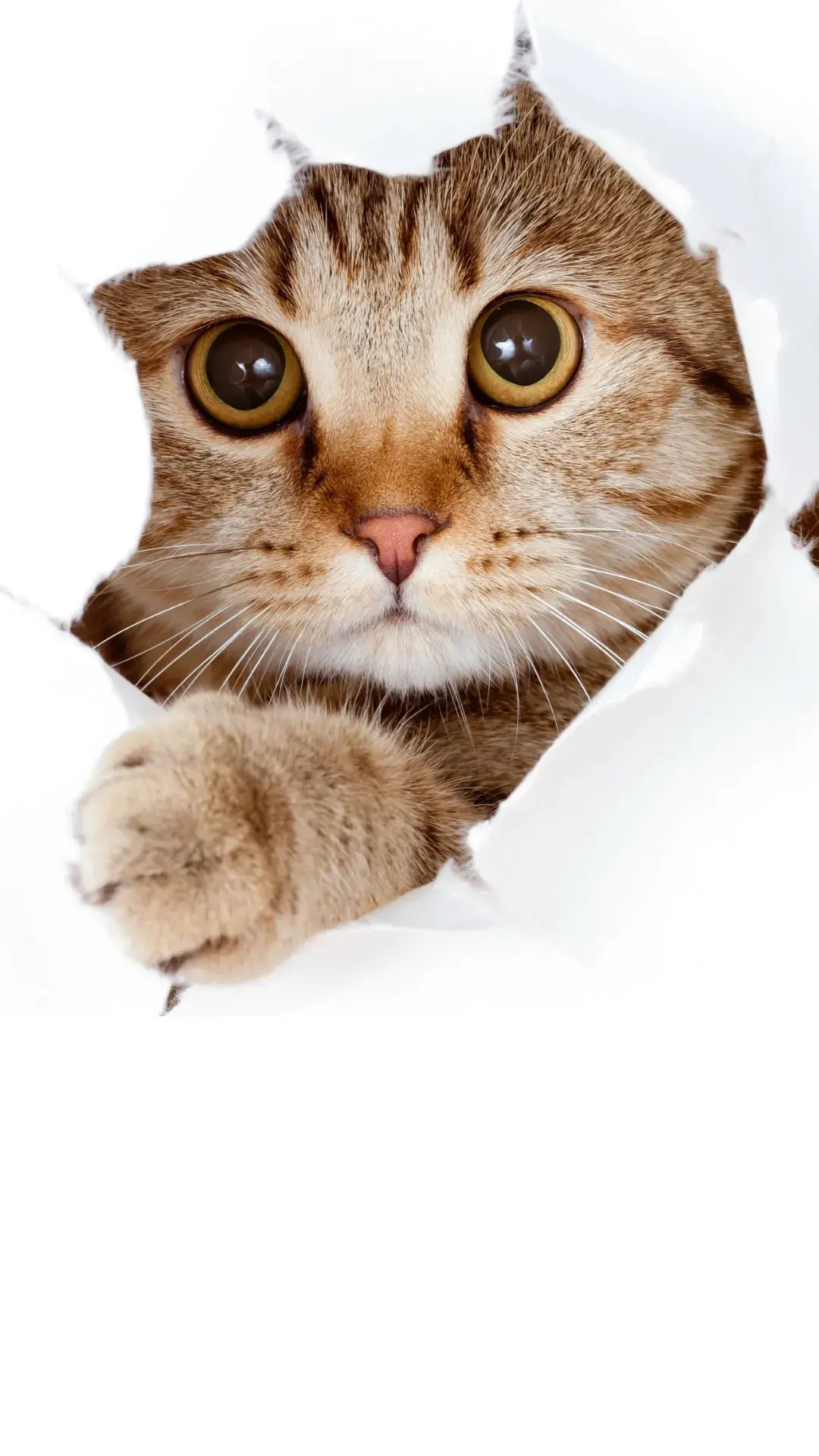 3treinamento de gatos