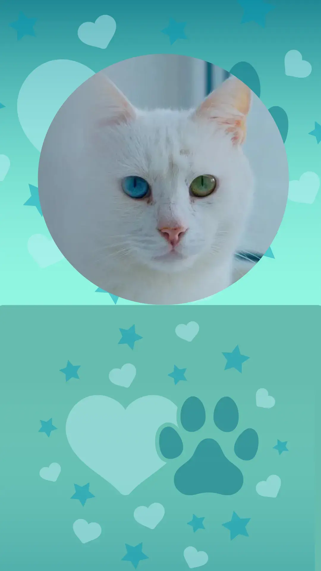 gatos extraordinarios 1