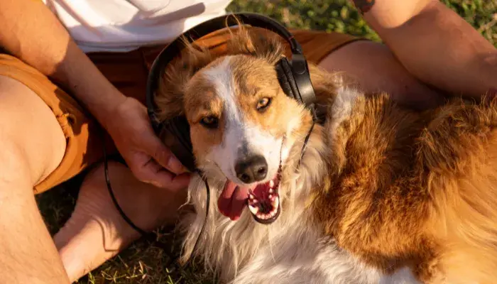 musicoterapia para animais amor e bem estar destaque