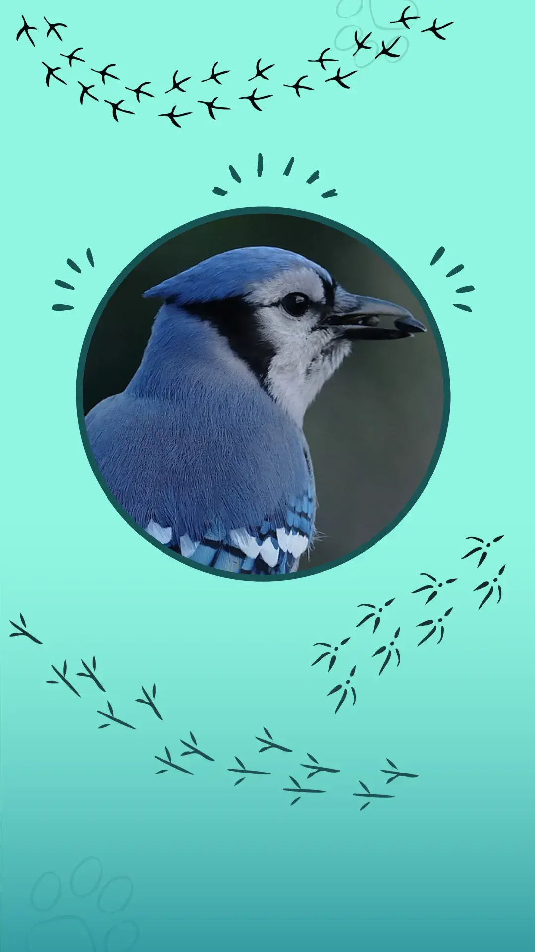 1 aves