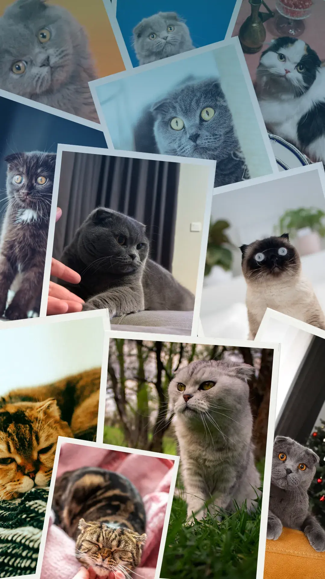 1 scottish fold