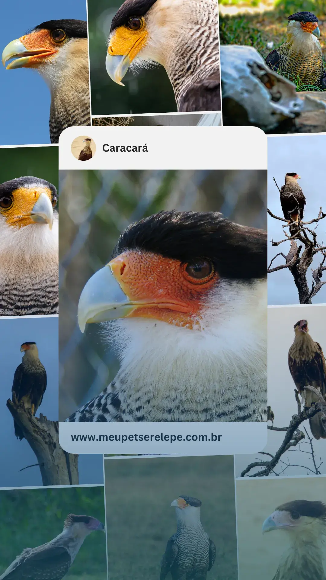 1carcara