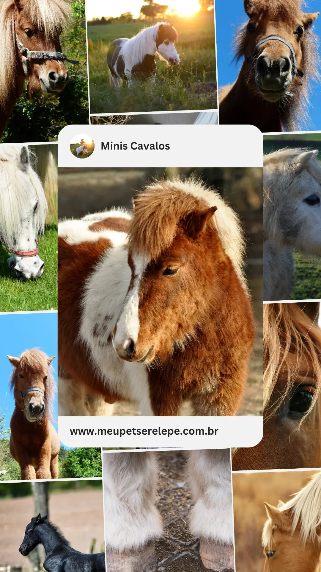 1cavalo miniatura