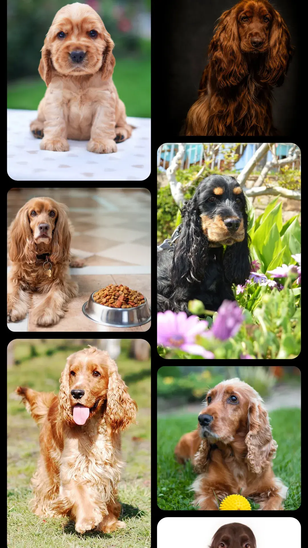 1cocker spaniel ingles