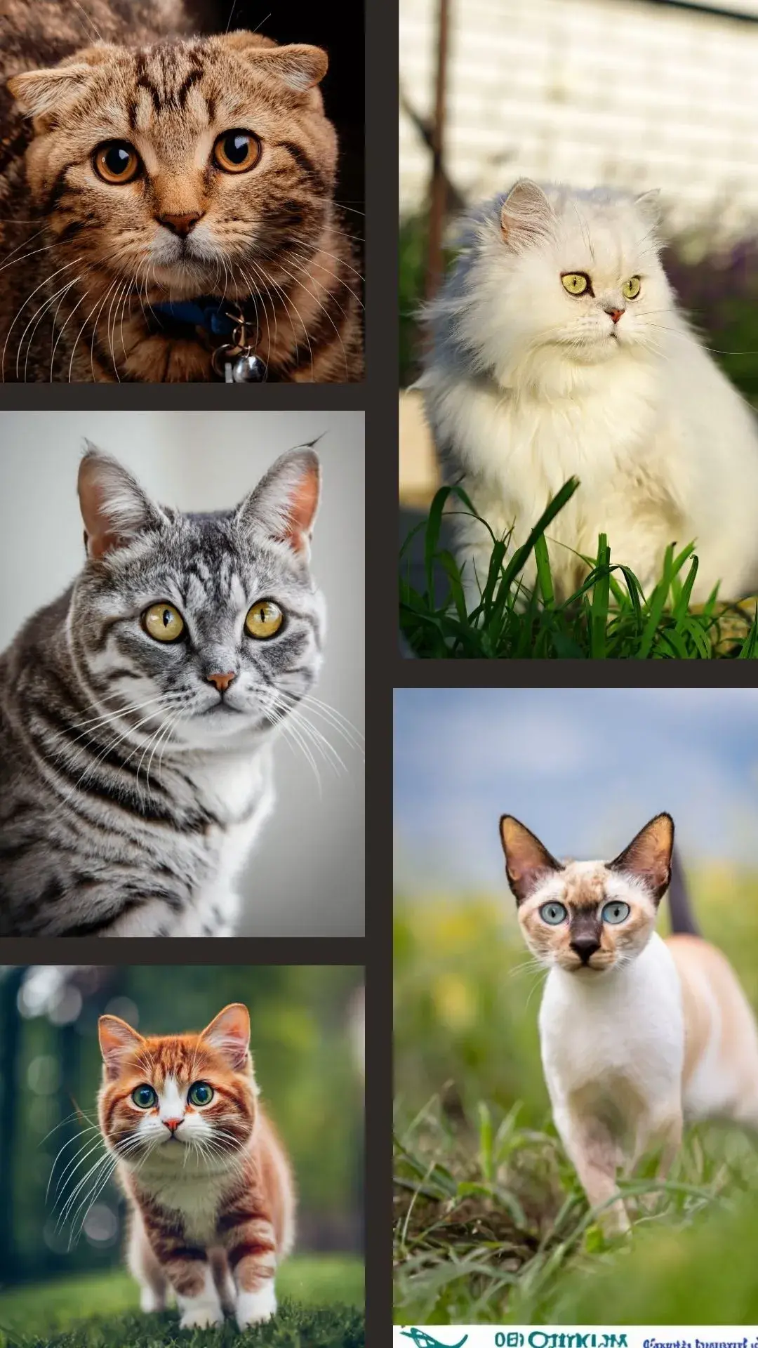 1gatos