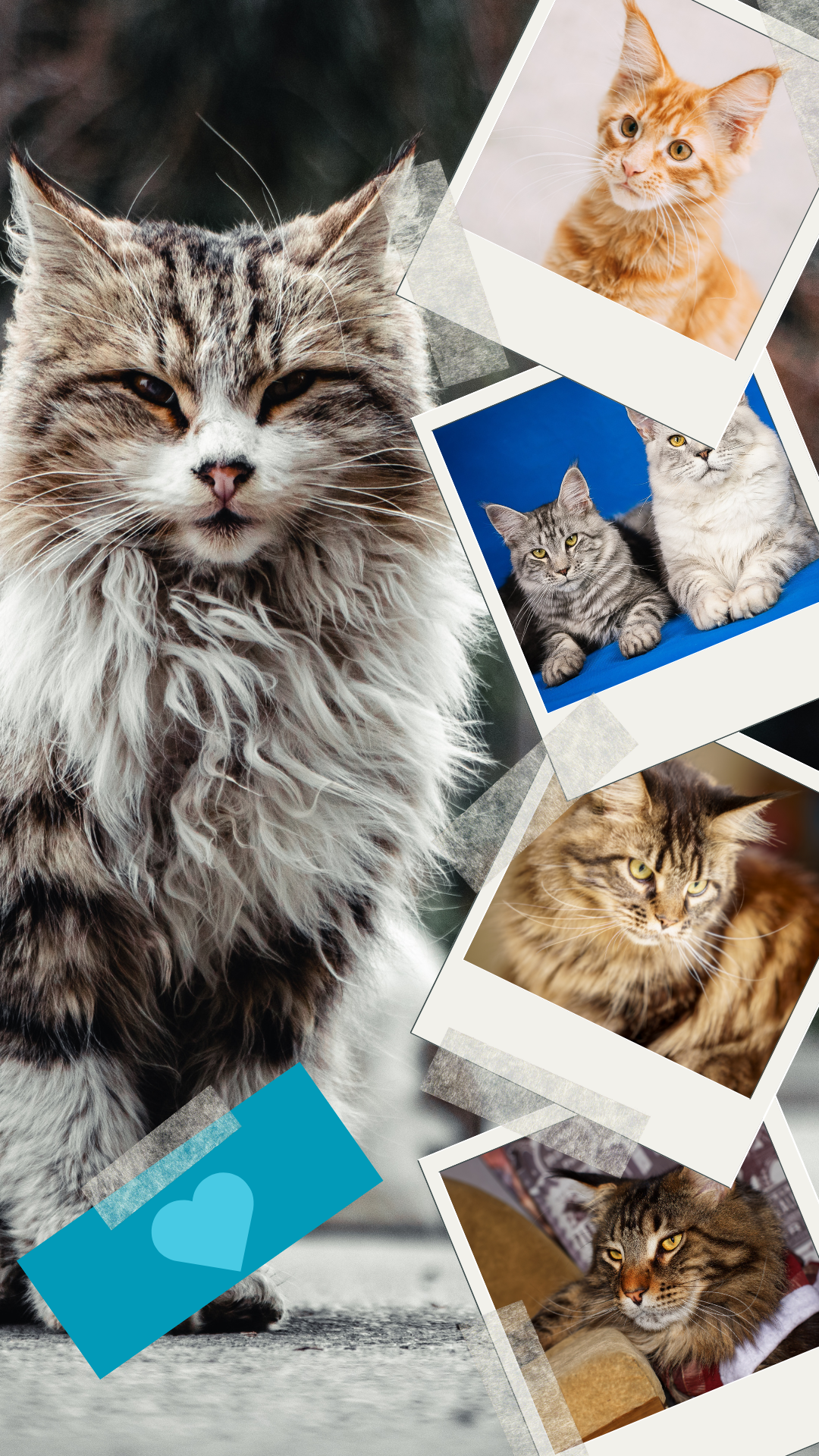 1maine coon