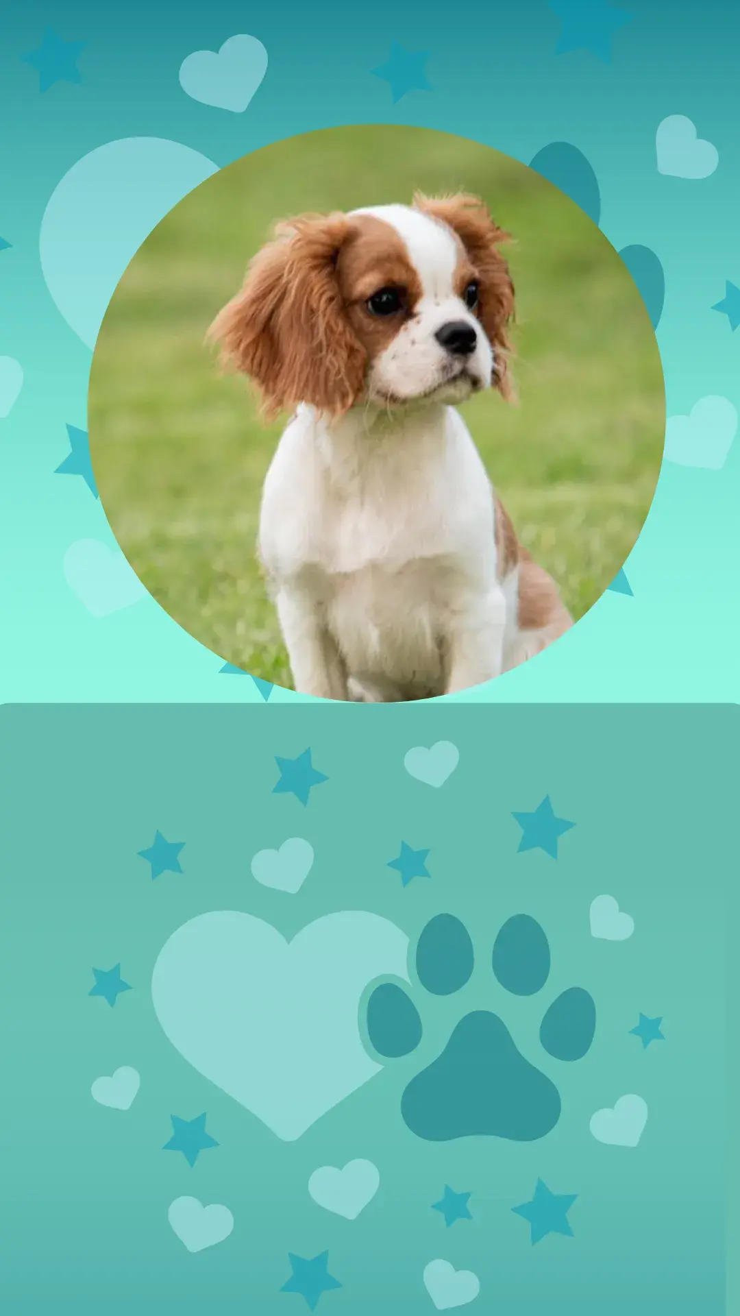 1novo pet