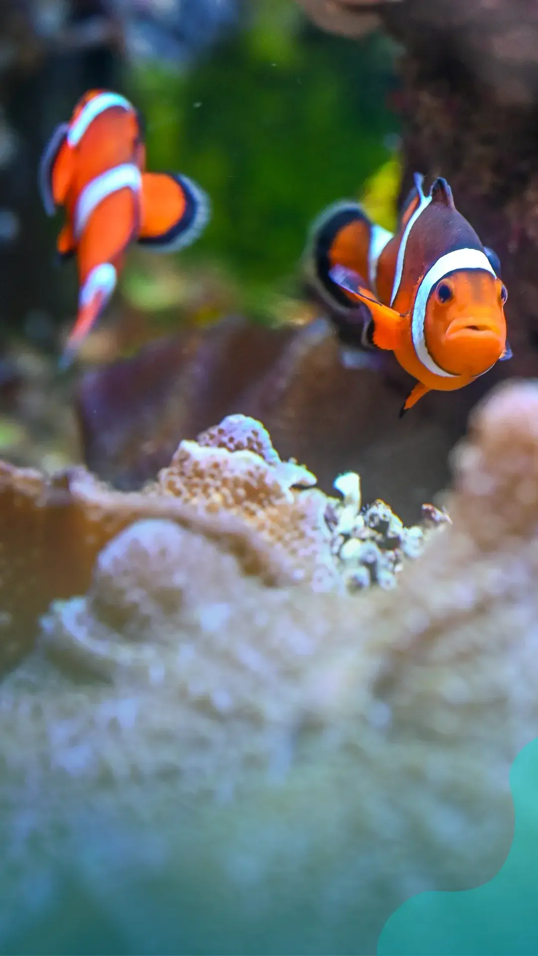 1peixes ornamentais