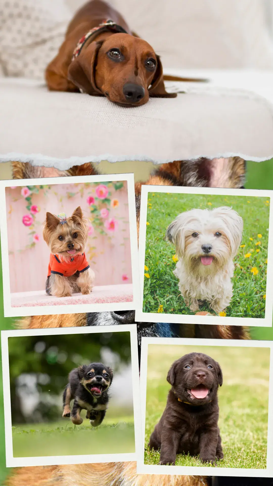 1socializacao canina