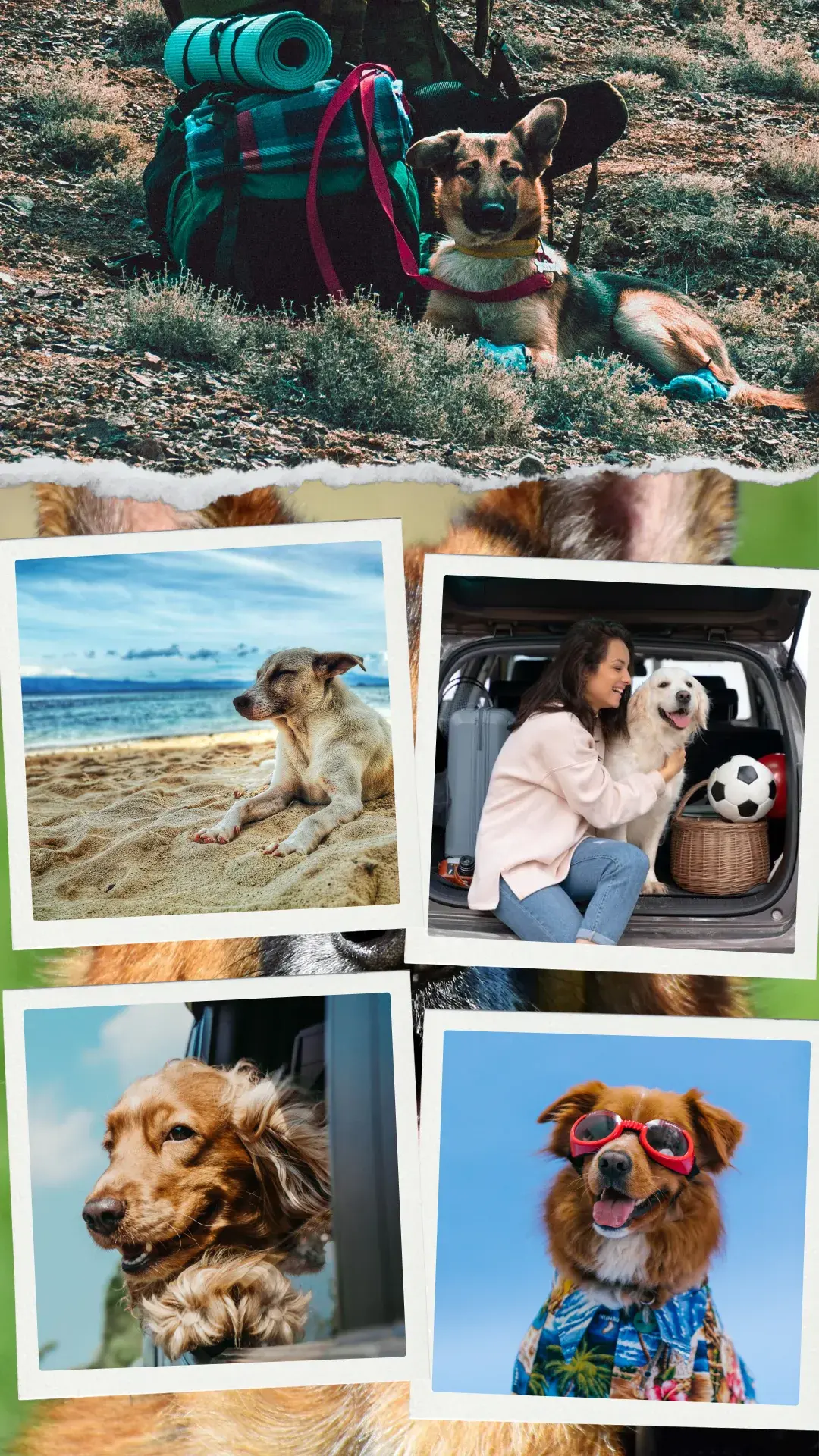 1viajar com cachorro