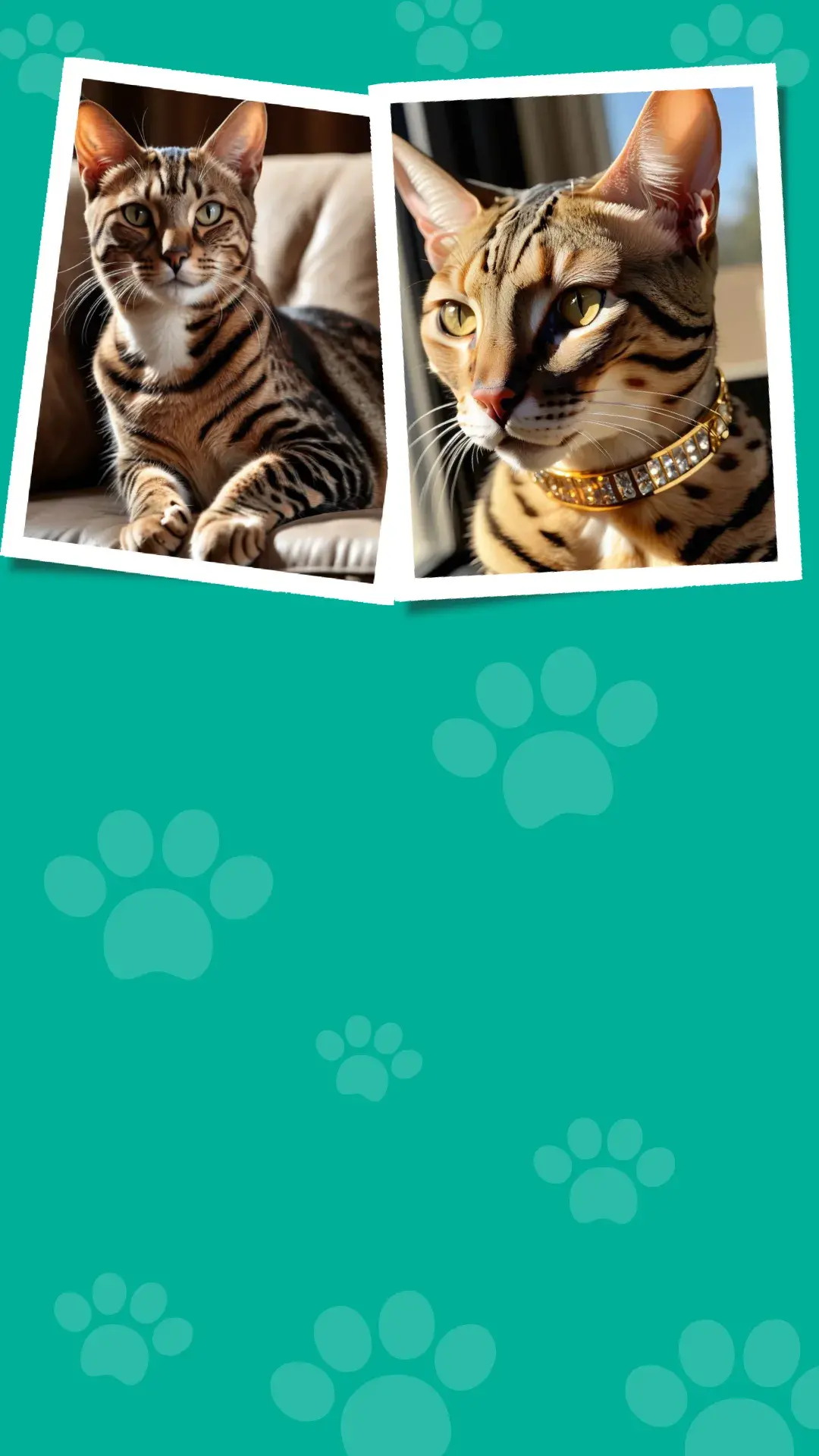 2gato bengal