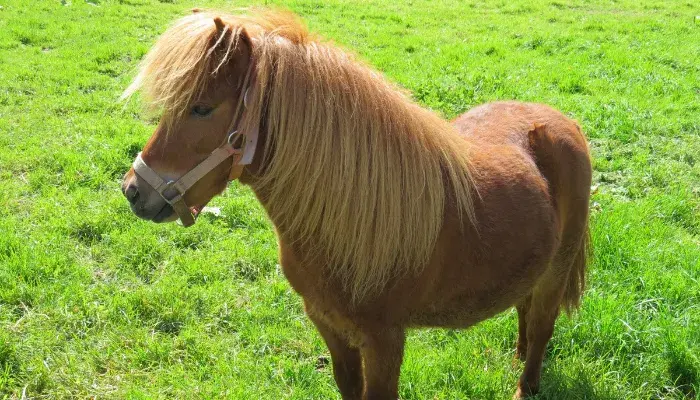 destaque mini cavalos