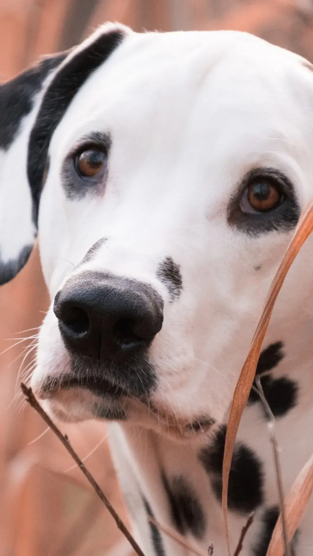 1 coisas que incomodam seu pet