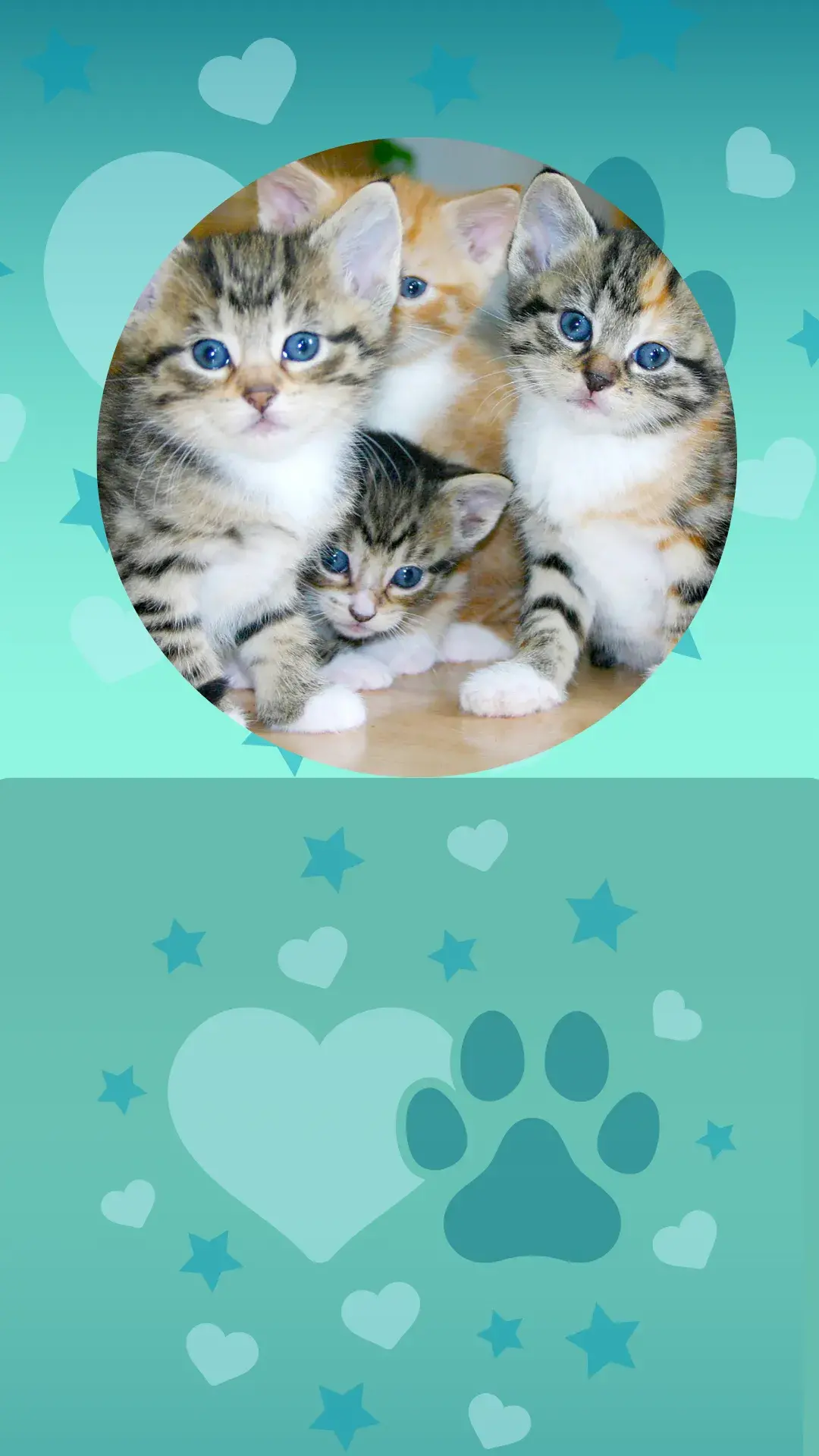 1comportamento felino